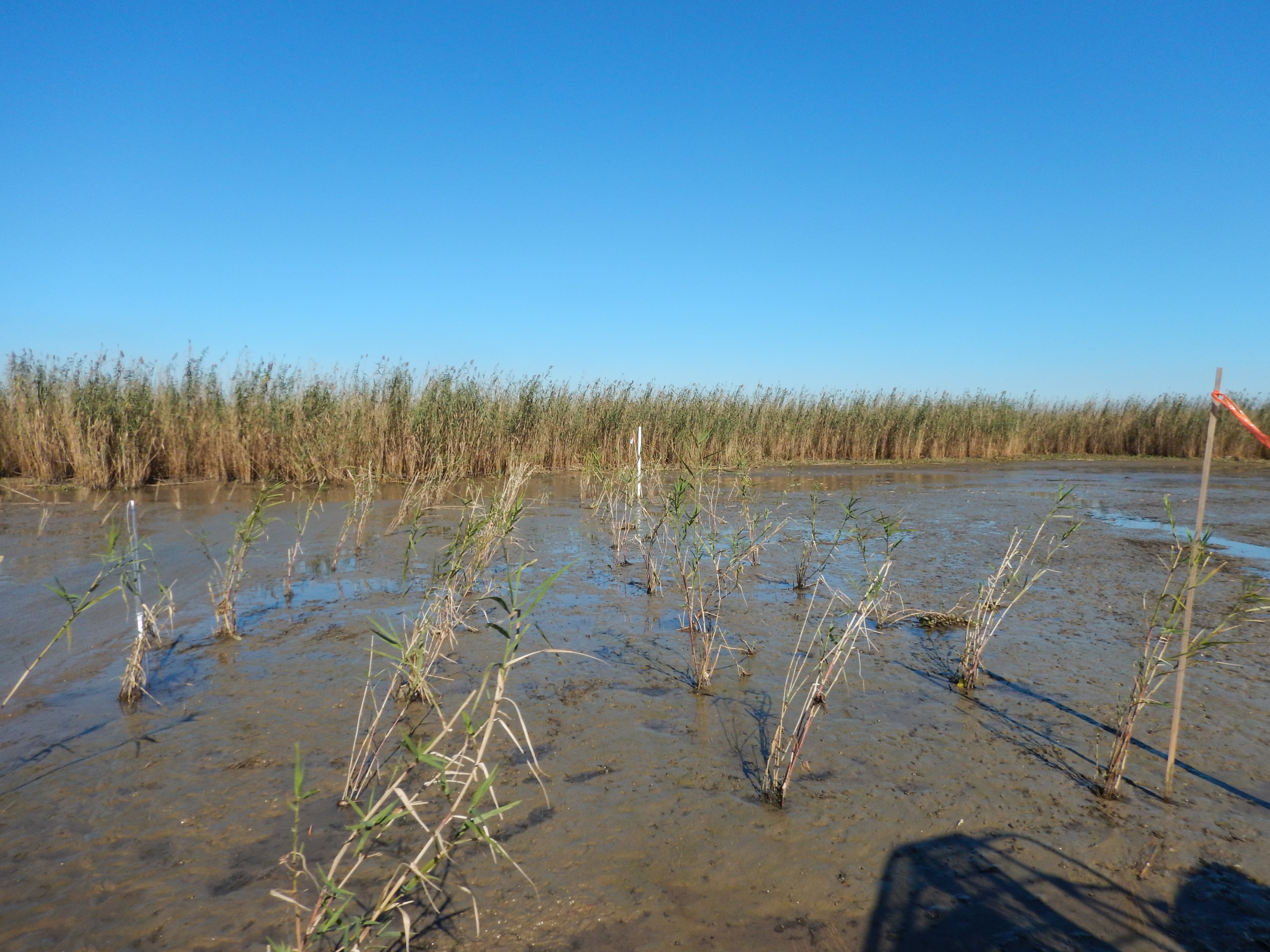 Phragmites plantings at rattlesnake flats restorationjpg